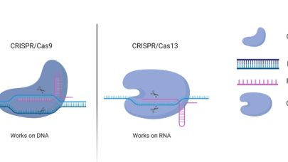 CRISPR Fig 3 Komoponenter av CRISPR Cas