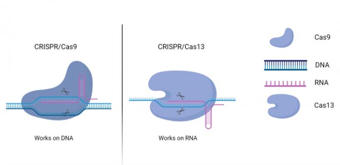 CRISPR Fig 3 Komoponenter av CRISPR Cas