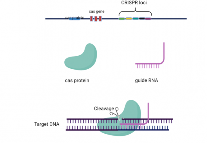 CRISPR Figur 1