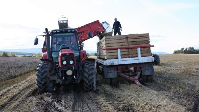 Tomming av poteter fra tank til kasse