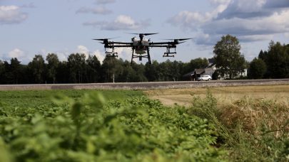 Bruk av drone til sprøyting av tørråte krever tillatelse fra både Mattilsynet og Luftfartstilsynet. Foto: Camilla Bye, NLR Øst