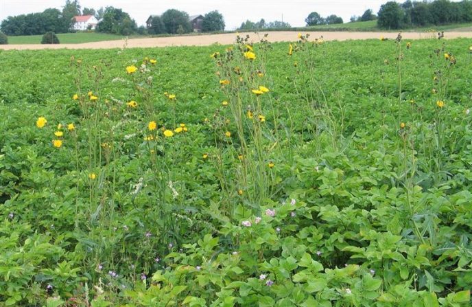 Rotugraset vanskelig Per Steinsholt