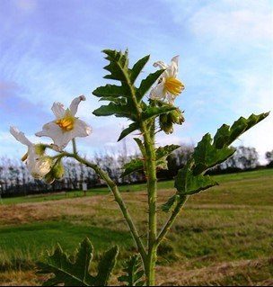 Solanum sisymbriifolium