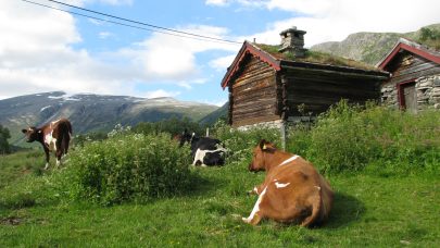 Kyr i Storlidalen Foto Astrid Oversveen