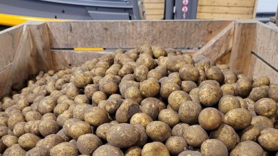SL Potetkasse full av poteter crop