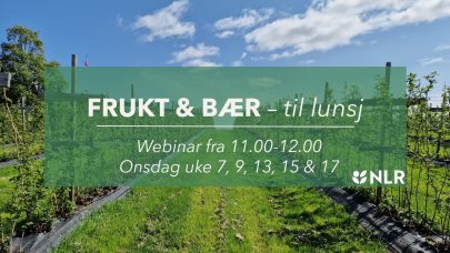 Frukt og baer til lunsj alt2 Hero