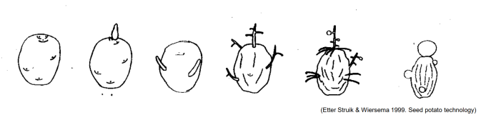 Potetens fysiologiske alder