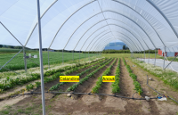 Bilde av tunell Apelsvoll