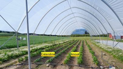 Bilde av tunell Apelsvoll