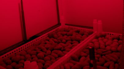 Morkerod LE Dlysgroing