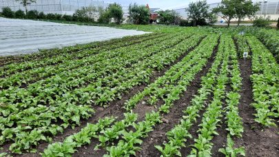 2023 06 28 Markdag Hans Gaffke Sandnes Klepp Foto NLR Rogaland 24