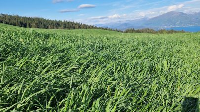 Gras for slatt Ase1